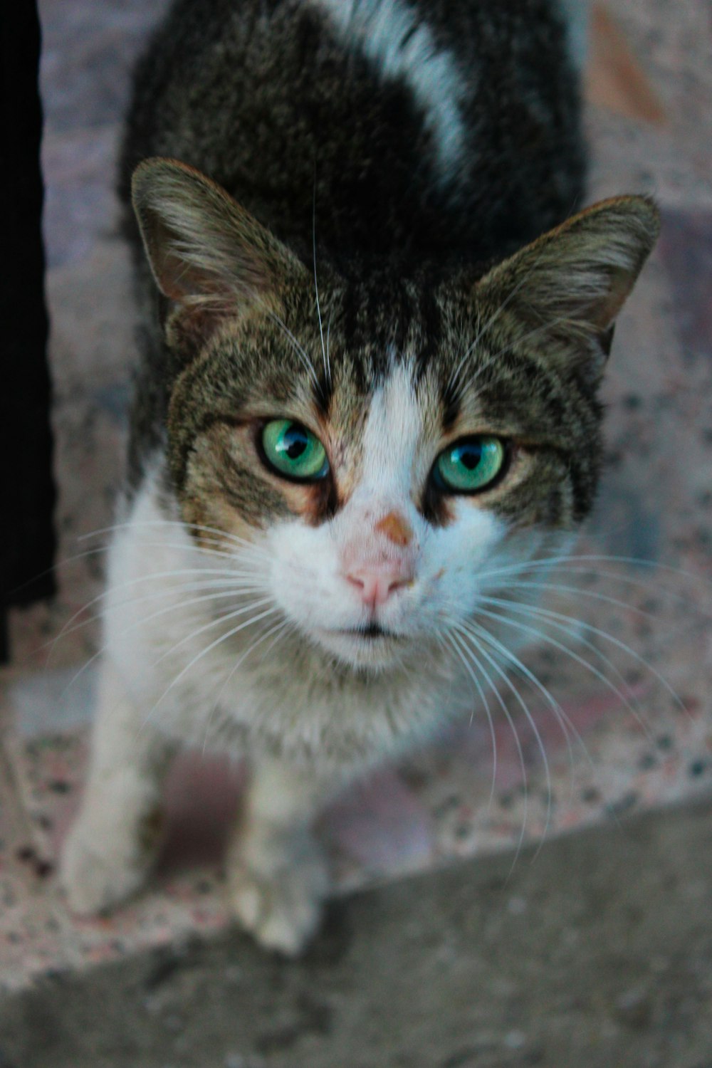 a close up of a cat with blue eyes