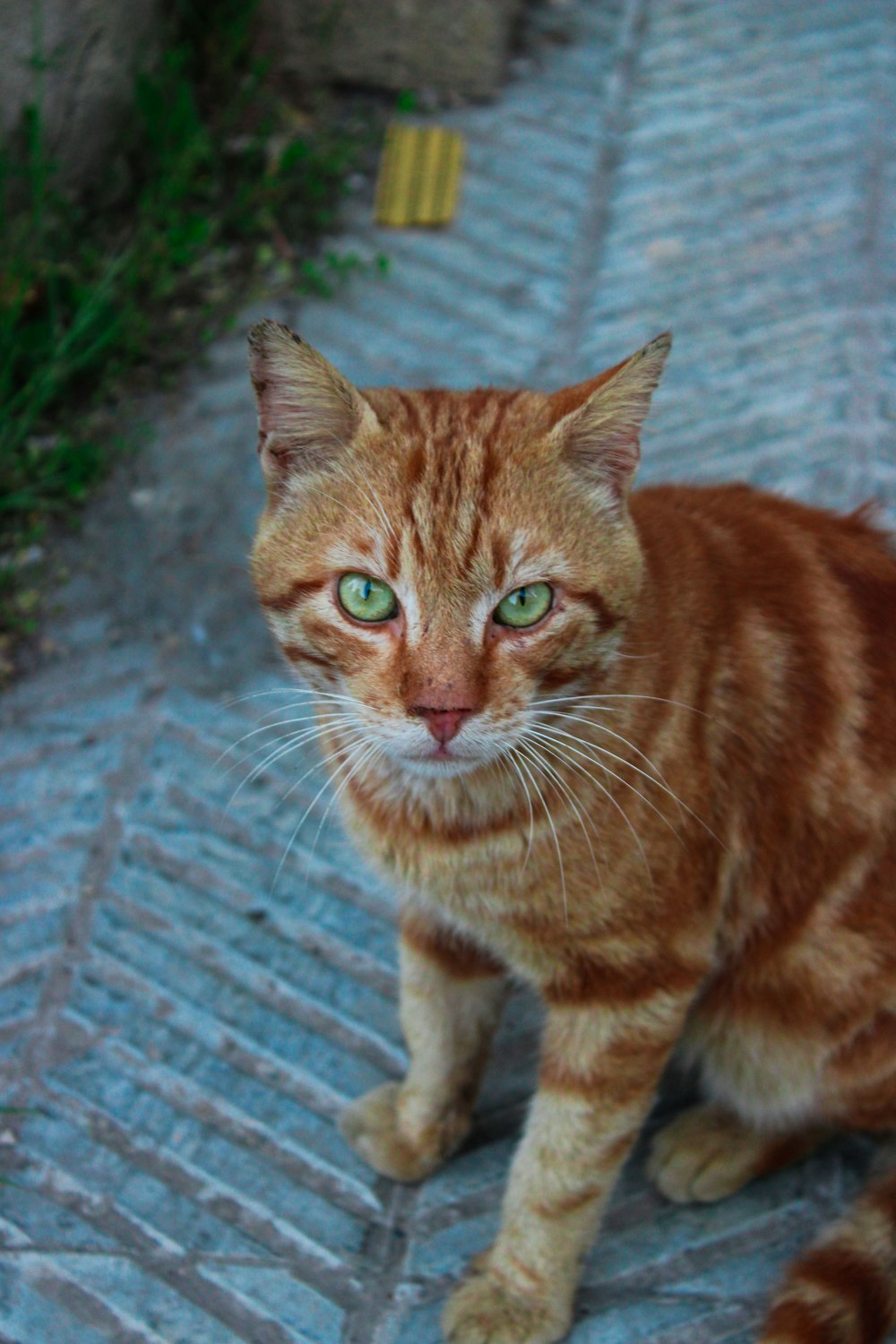 an orange cat with green eyes sitting on a sidewalk