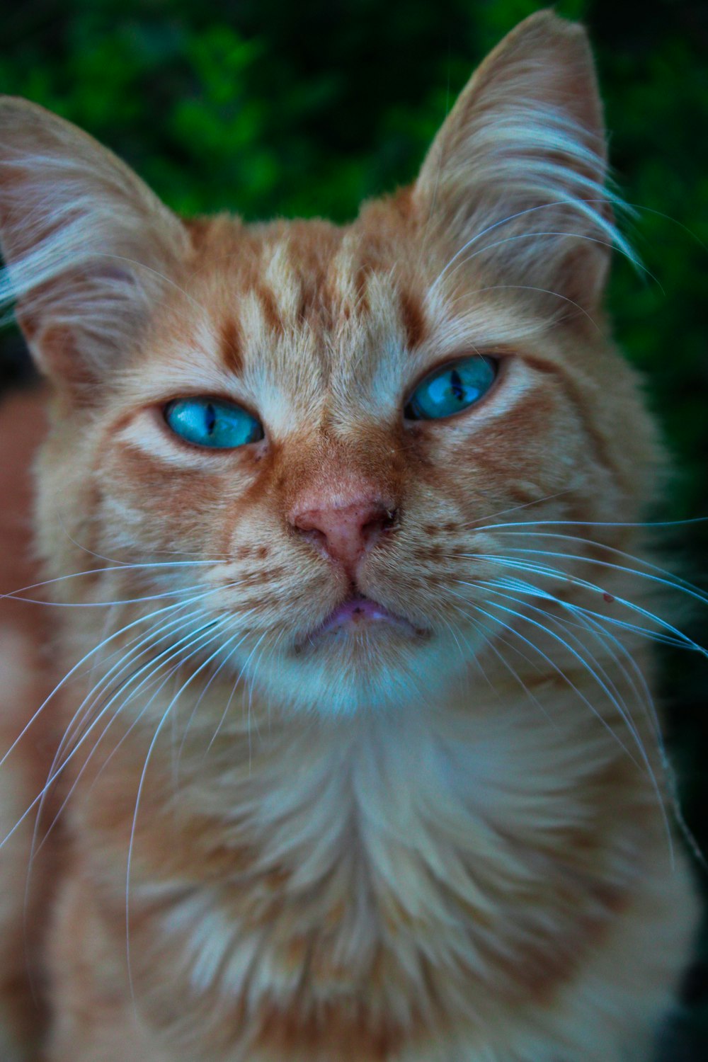 a close up of a cat with blue eyes