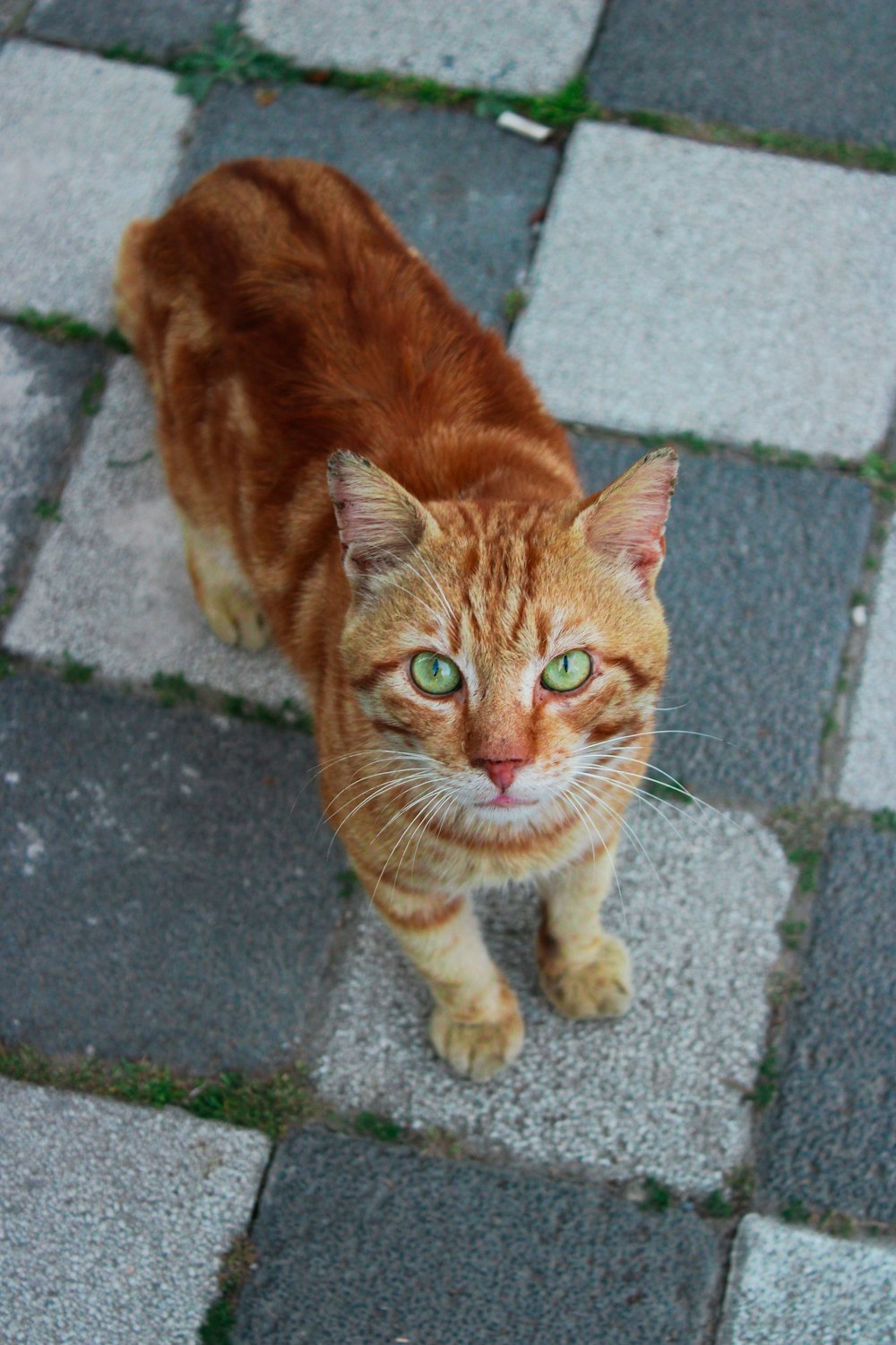 an orange and white cat standing on a sidewalk