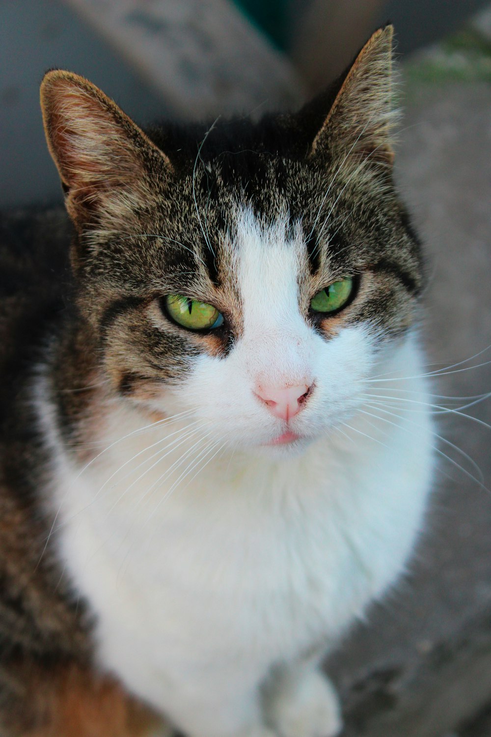 a close up of a cat with green eyes