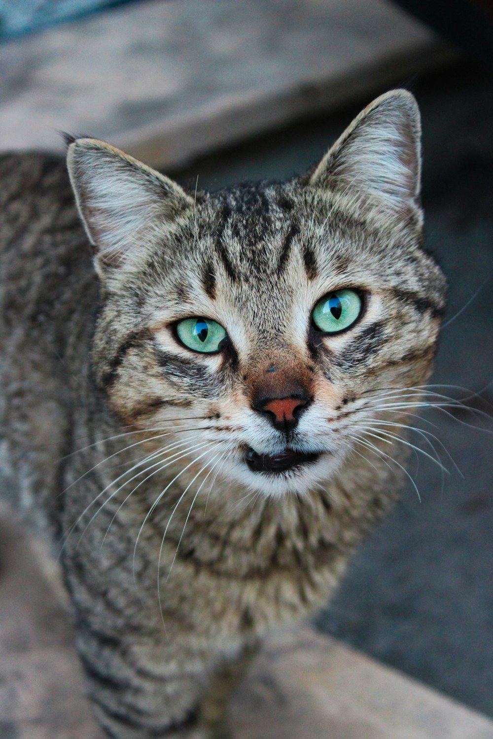 a close up of a cat with blue eyes