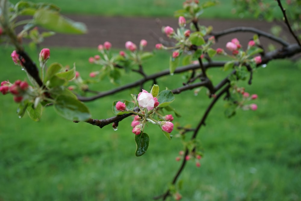 a tree branch with pink flowers and green leaves