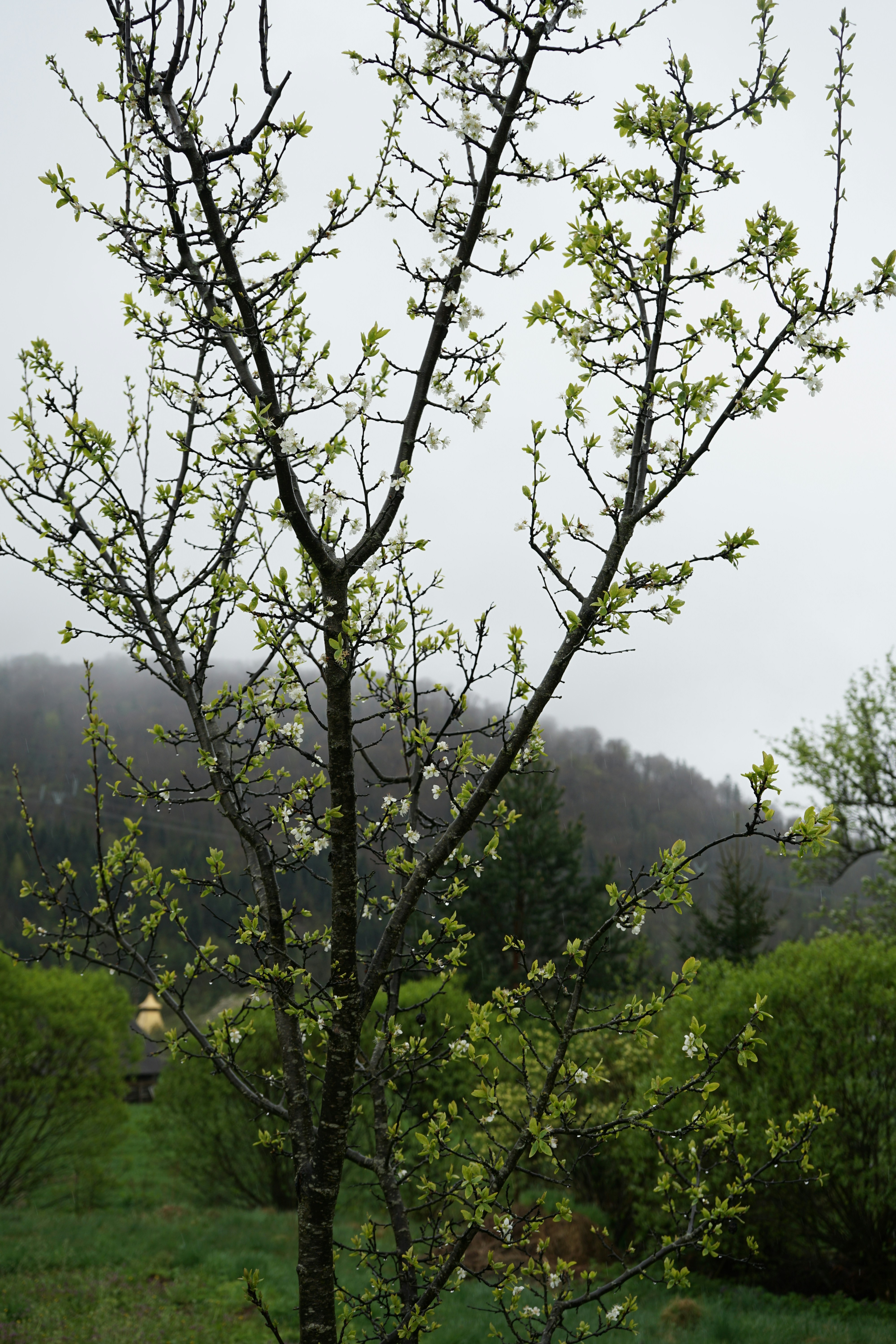 ein kleiner Baum mit grünen Blättern auf einem Feld