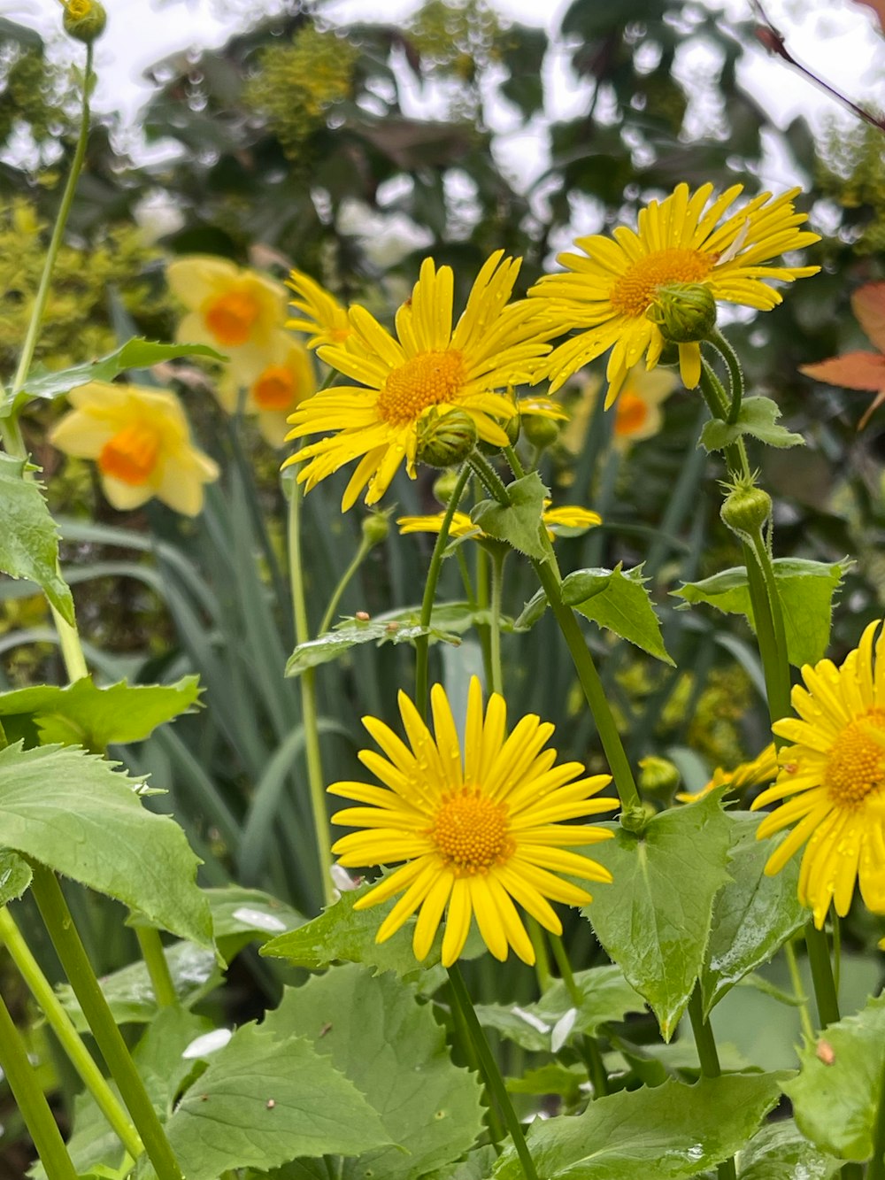 a bunch of yellow flowers in a garden