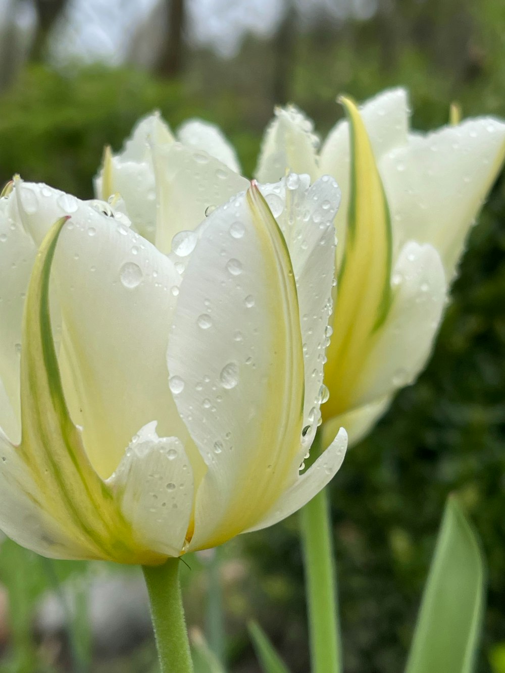 a close up of a flower with water droplets on it