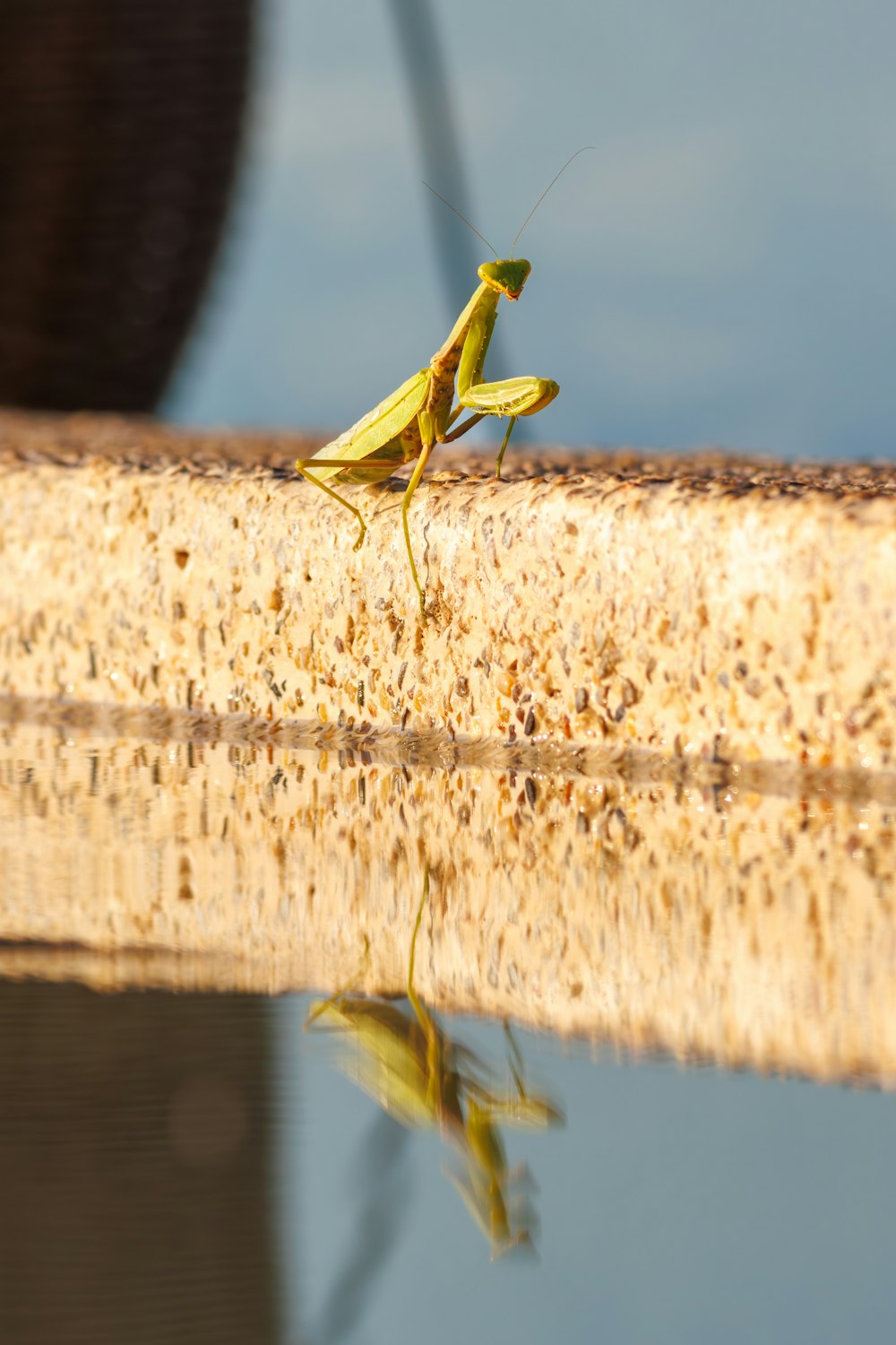 a close up of a grasshopper on a branch near water