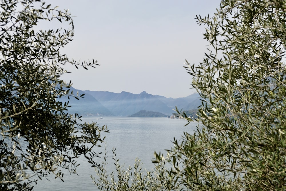 a body of water surrounded by trees and mountains