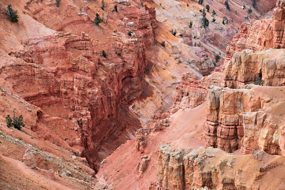 a group of trees in the middle of a canyon