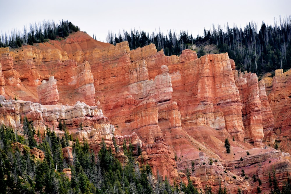 a group of trees on the side of a mountain