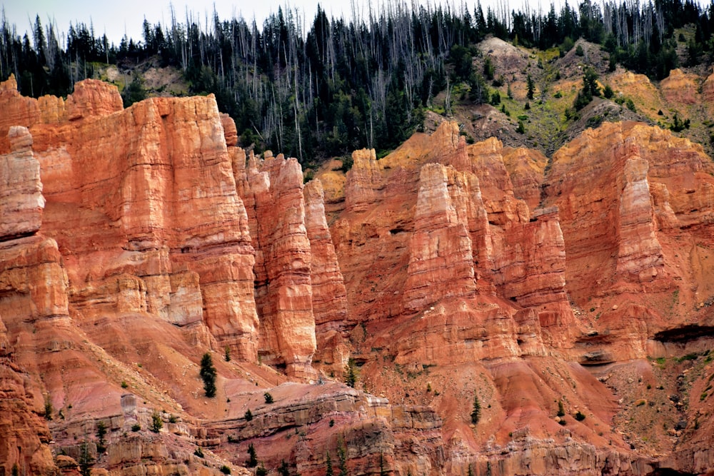 a group of trees on the side of a mountain