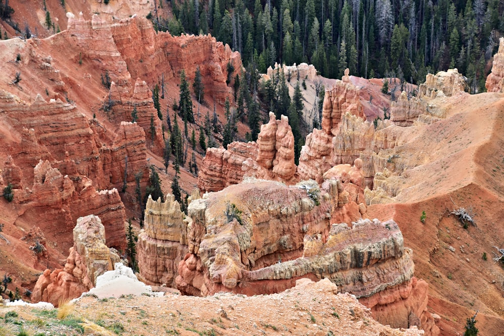 a group of trees and rocks in the mountains