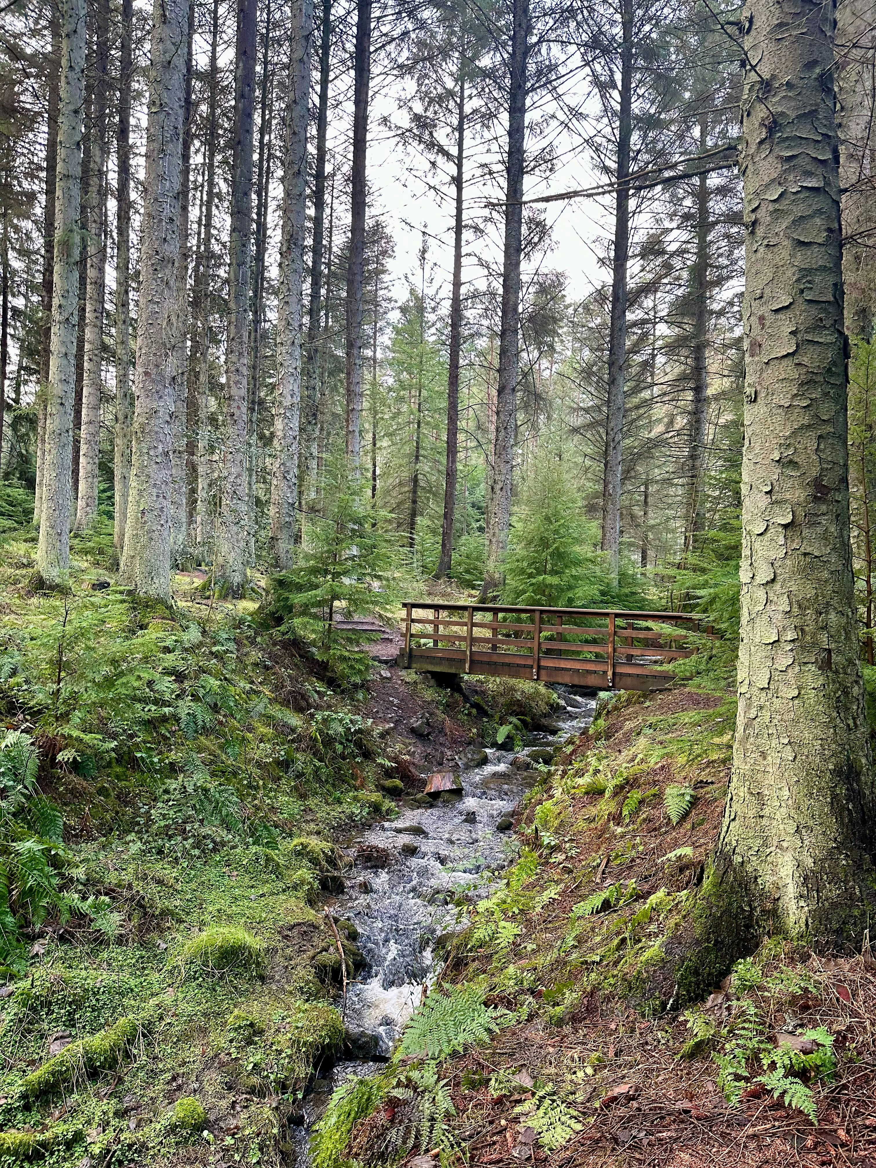 a wooden bridge over a small stream in a forest