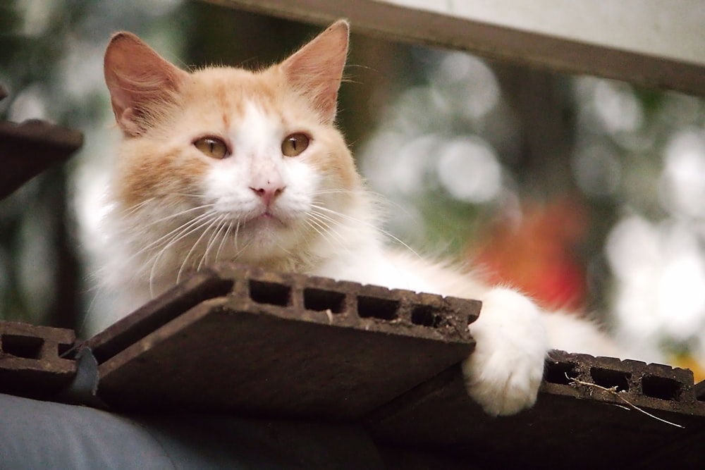 an orange and white cat sitting on top of a roof
