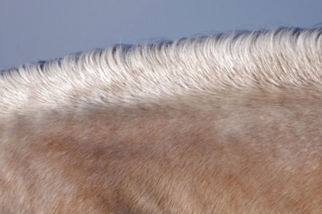 a close up of the back of a horse's head