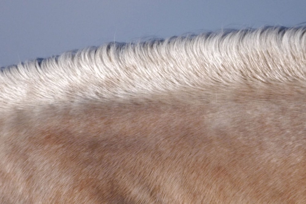 Eine Nahaufnahme des Hinterkopfes eines Pferdes