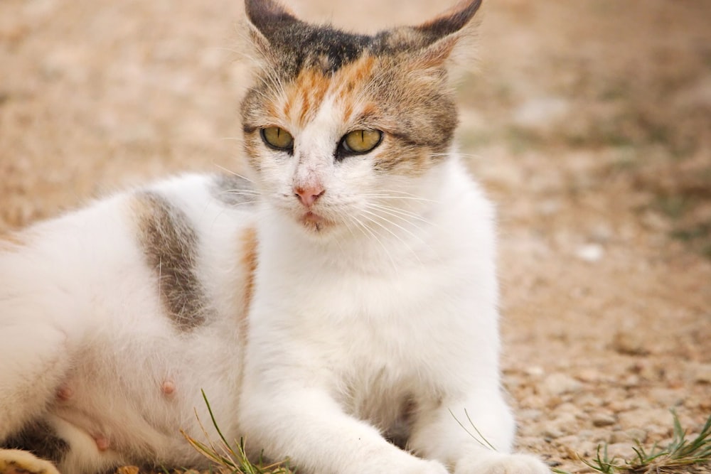 a cat sitting on the ground looking at the camera