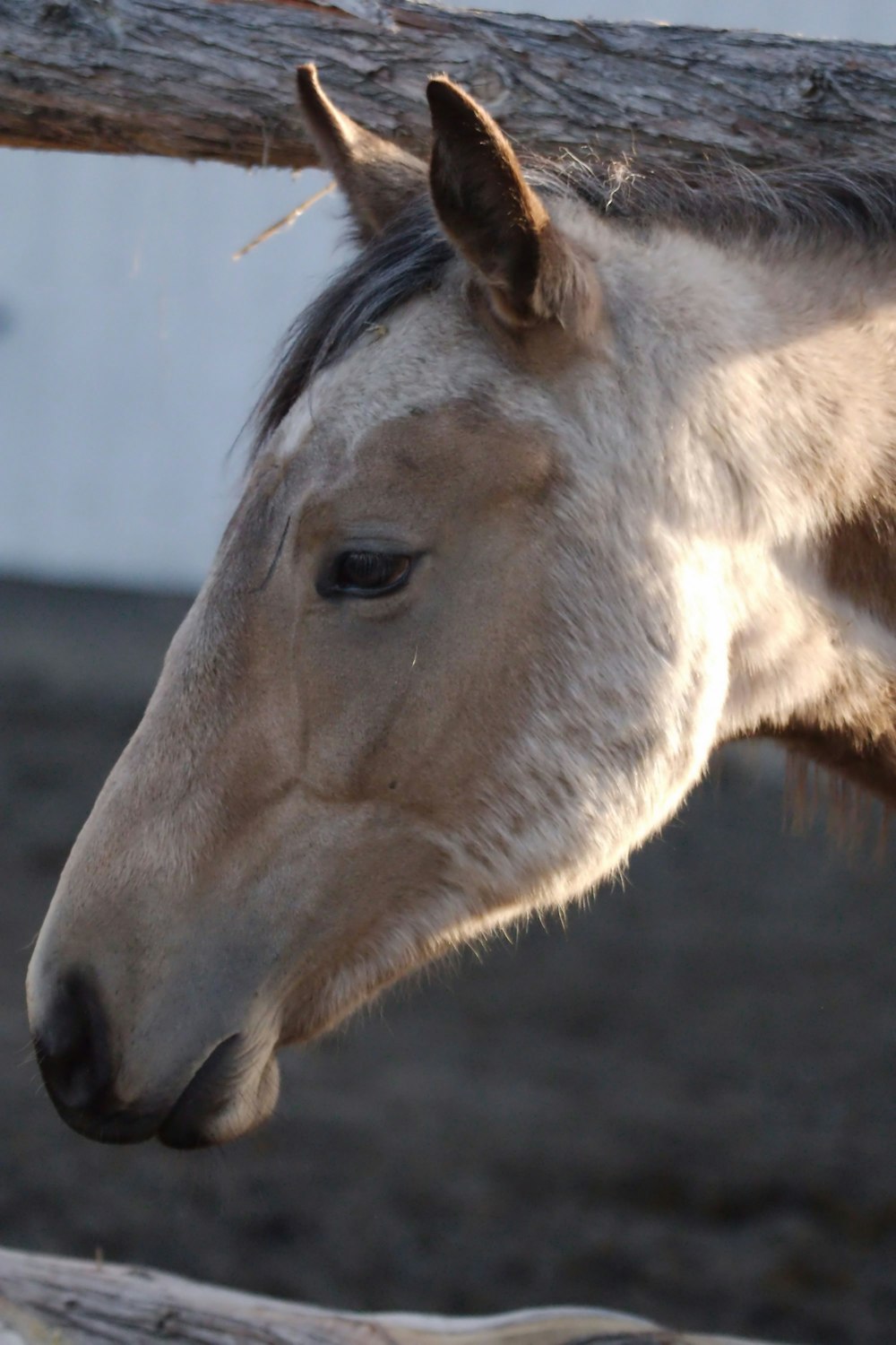 a close up of a horse near a fence