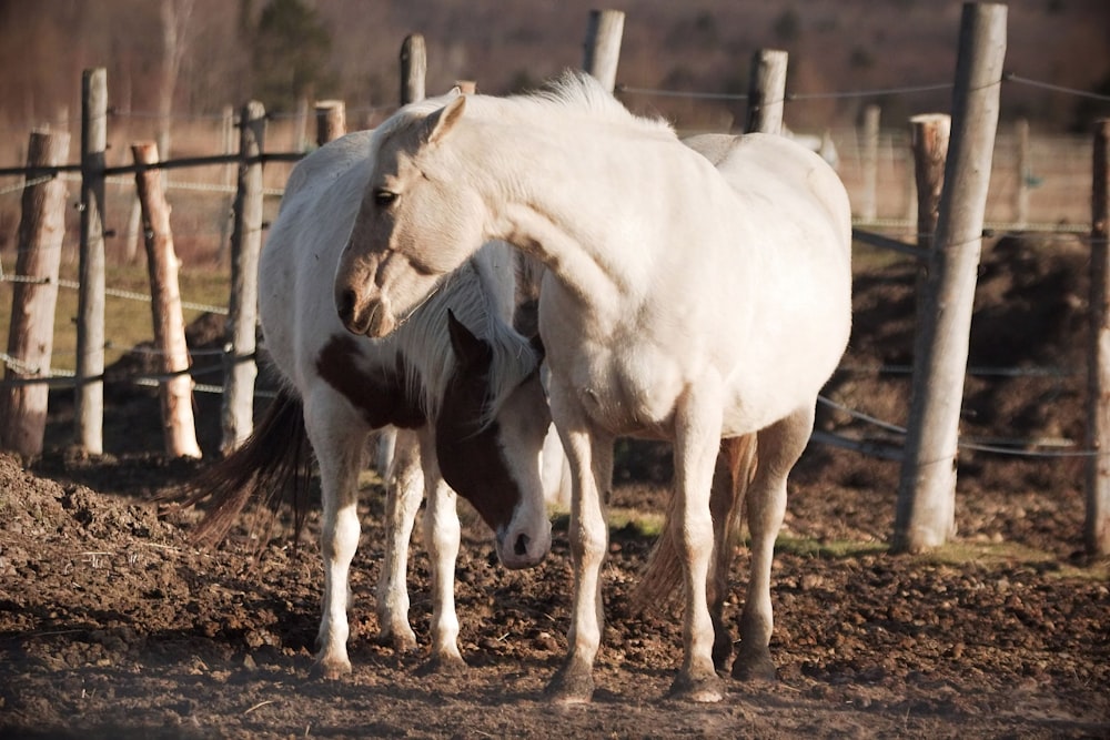 a white horse standing next to a brown horse