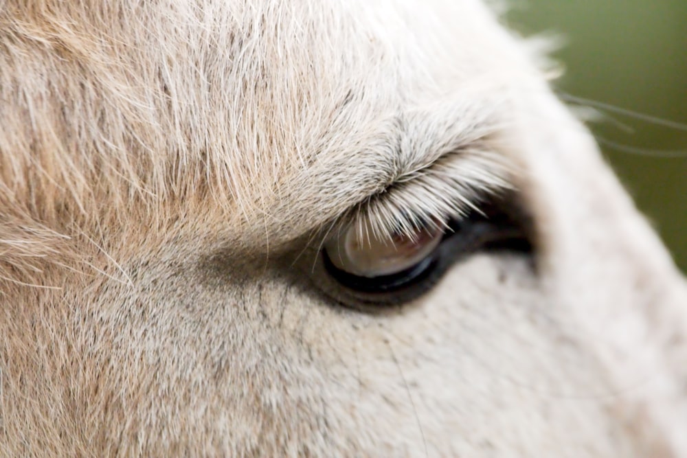 a close up of a white horse's eye