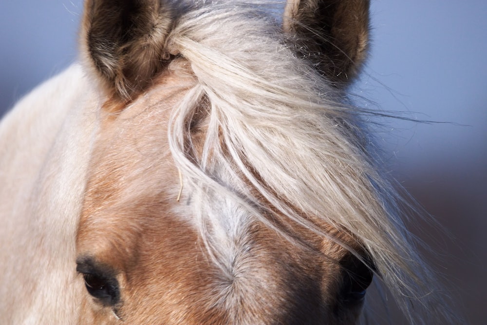 a close up of a brown and white horse