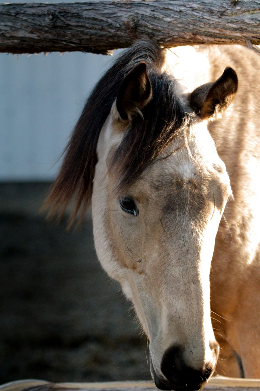 a brown and white horse standing next to a wooden fence