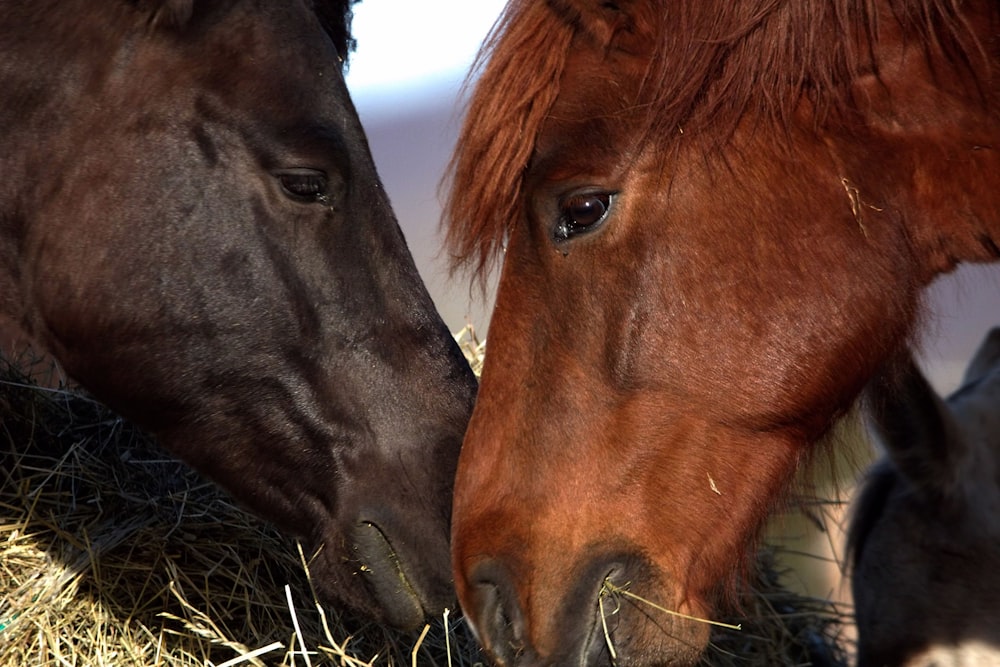 a couple of brown horses standing next to each other