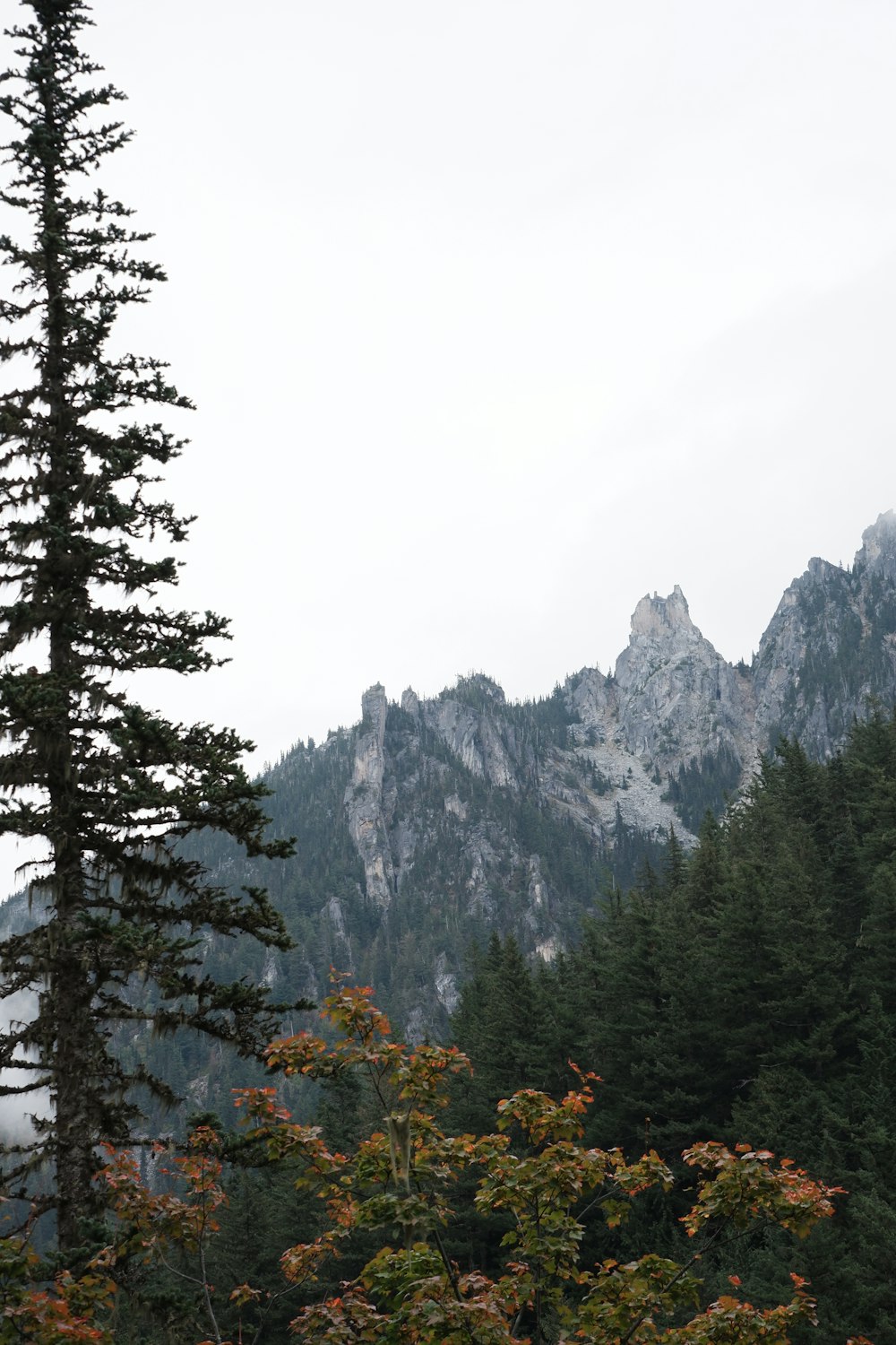 Blick auf eine Bergkette mit Bäumen im Vordergrund