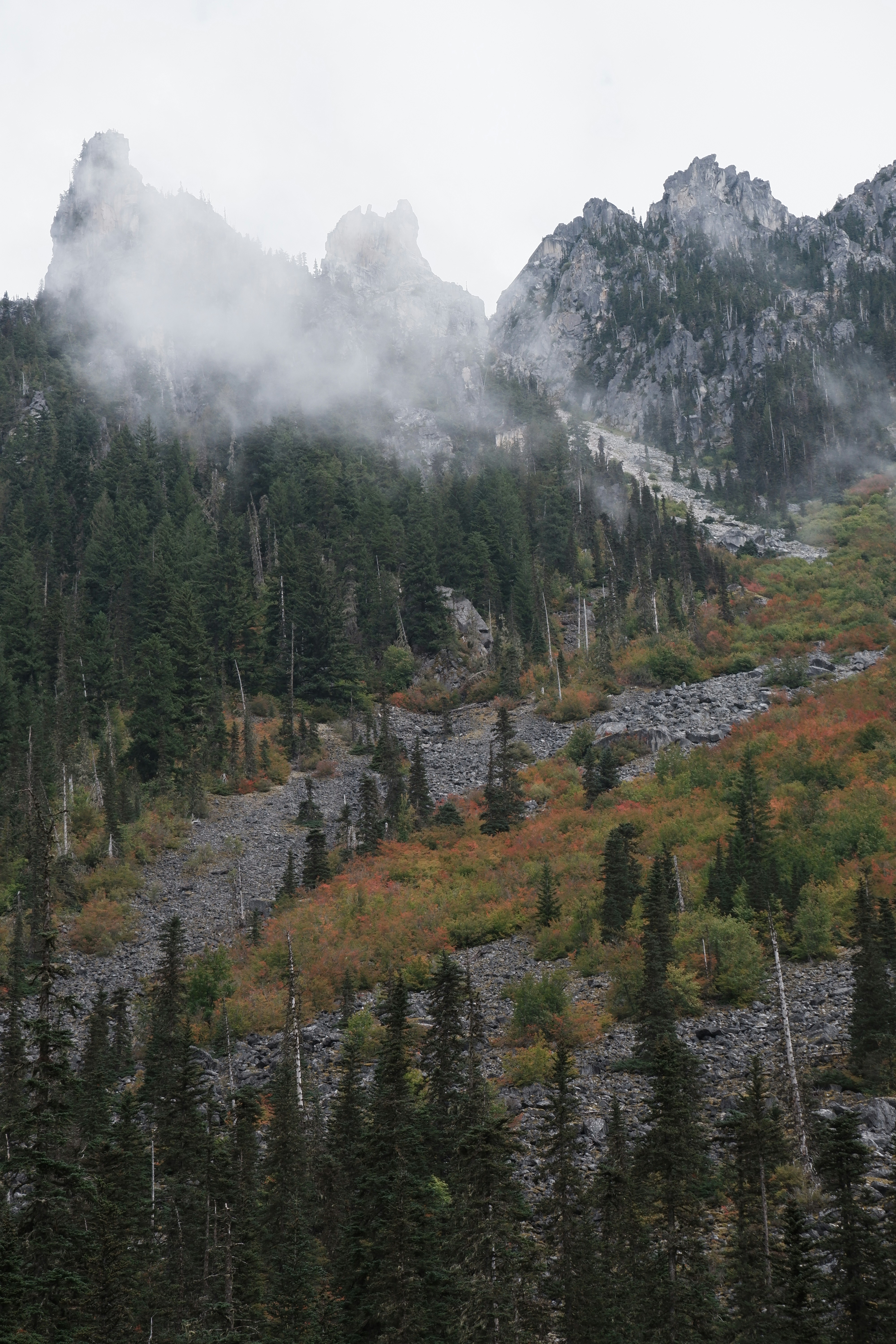 a mountain covered in trees and fog