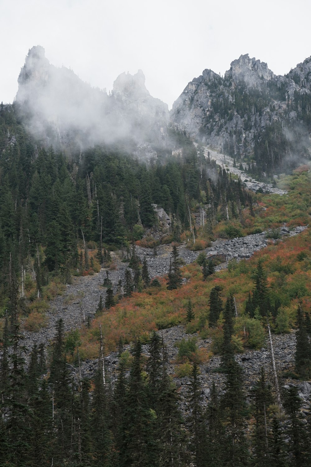 a mountain covered in trees and fog