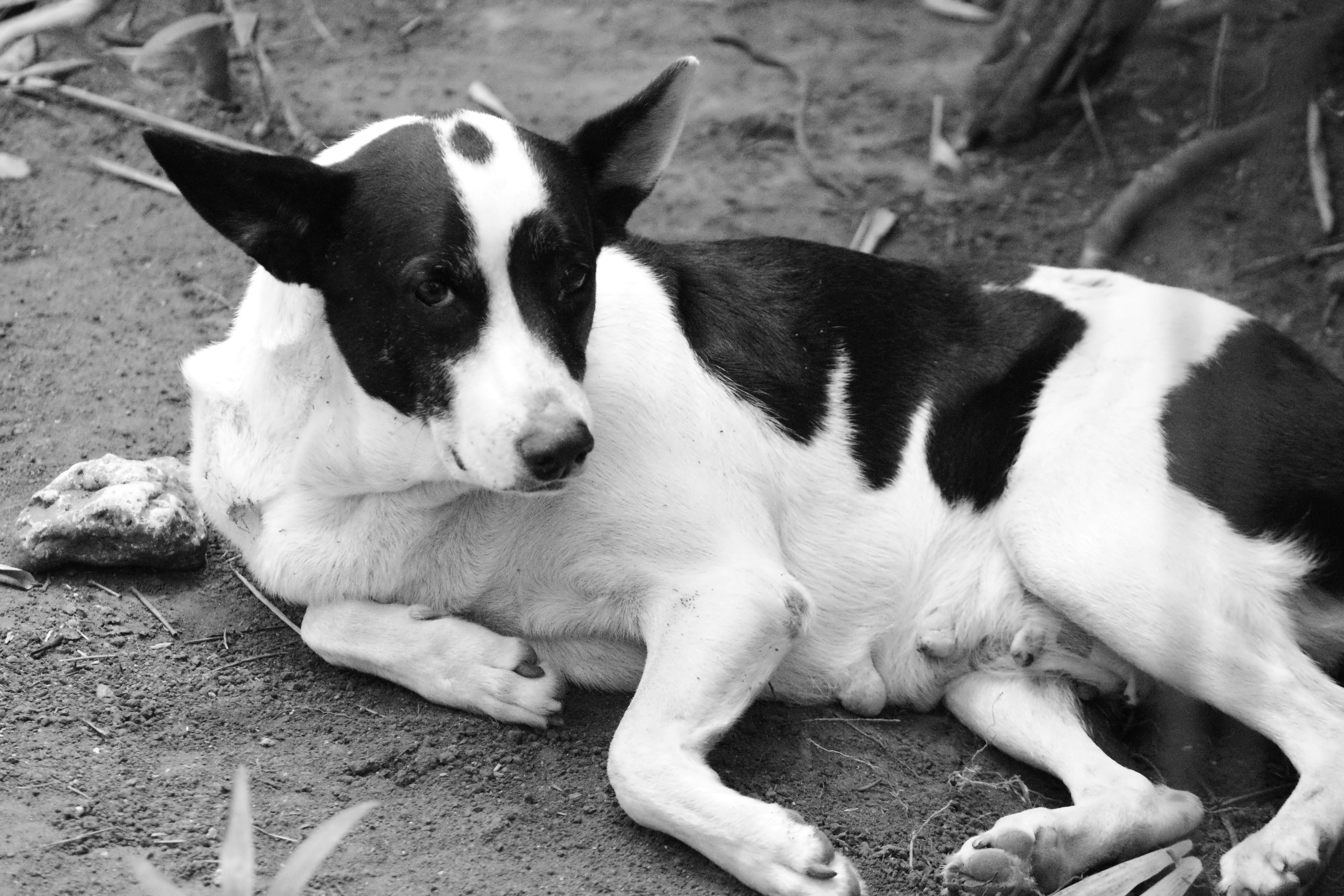 Ein schwarz-weißer Hund, der auf dem Boden liegt Foto – Kostenloses Bild  zum Thema Tier auf Unsplash, image size:3000x2000