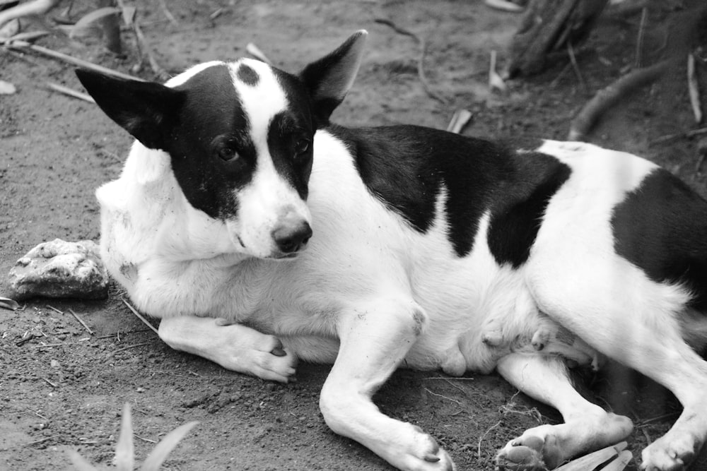 a black and white dog laying on the ground