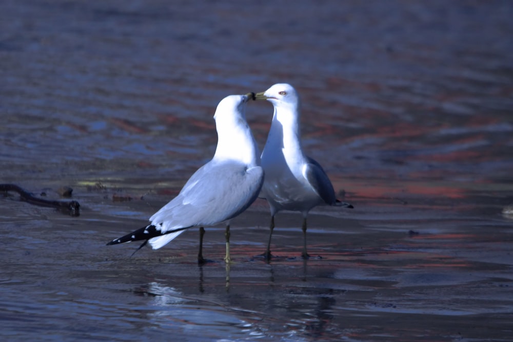 two seagulls are standing in the shallow water
