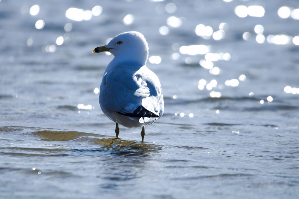 a seagull standing on a rock in the water