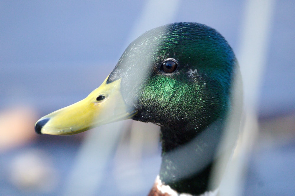 Un primer plano de un pato con un fondo borroso