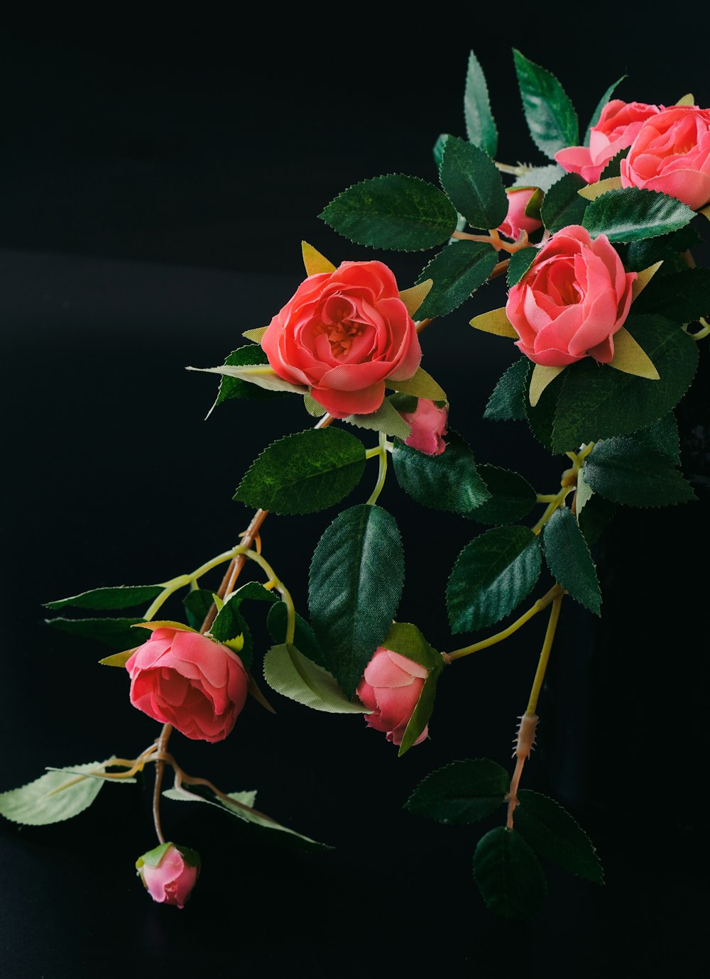 a branch of pink roses with green leaves