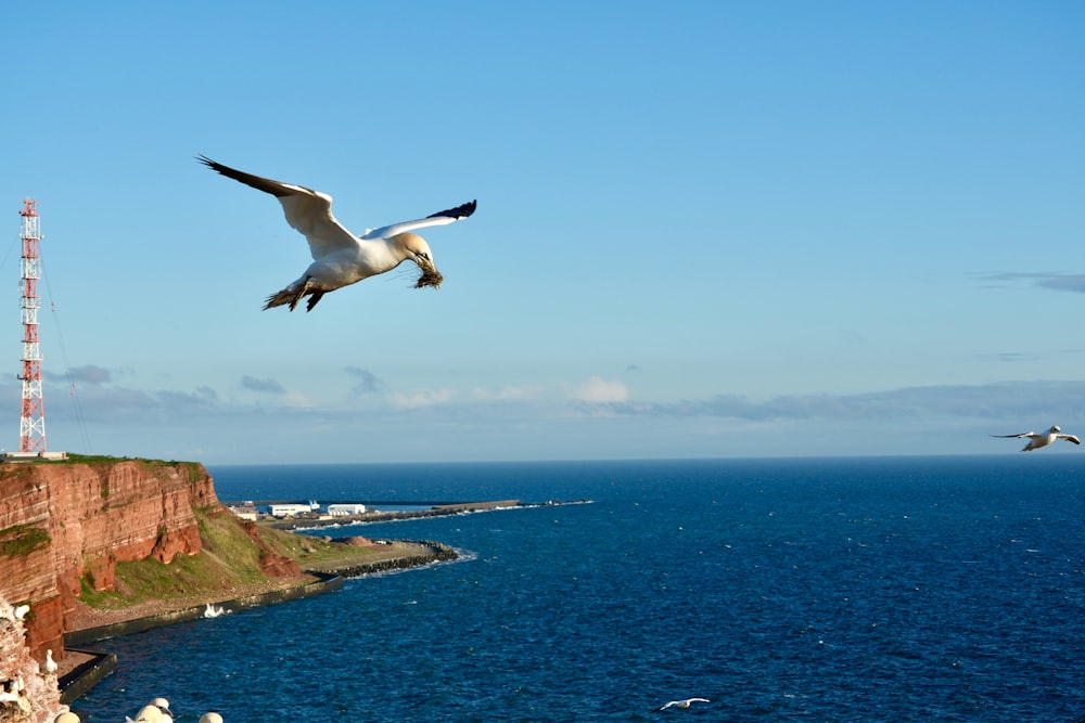 a seagull flying over the ocean with a lighthouse in the background