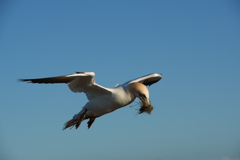 un grande uccello bianco che vola attraverso un cielo blu