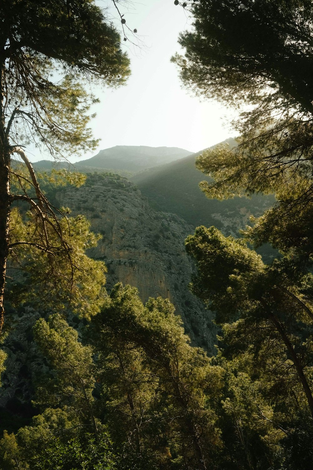 el sol brilla a través de los árboles en las montañas