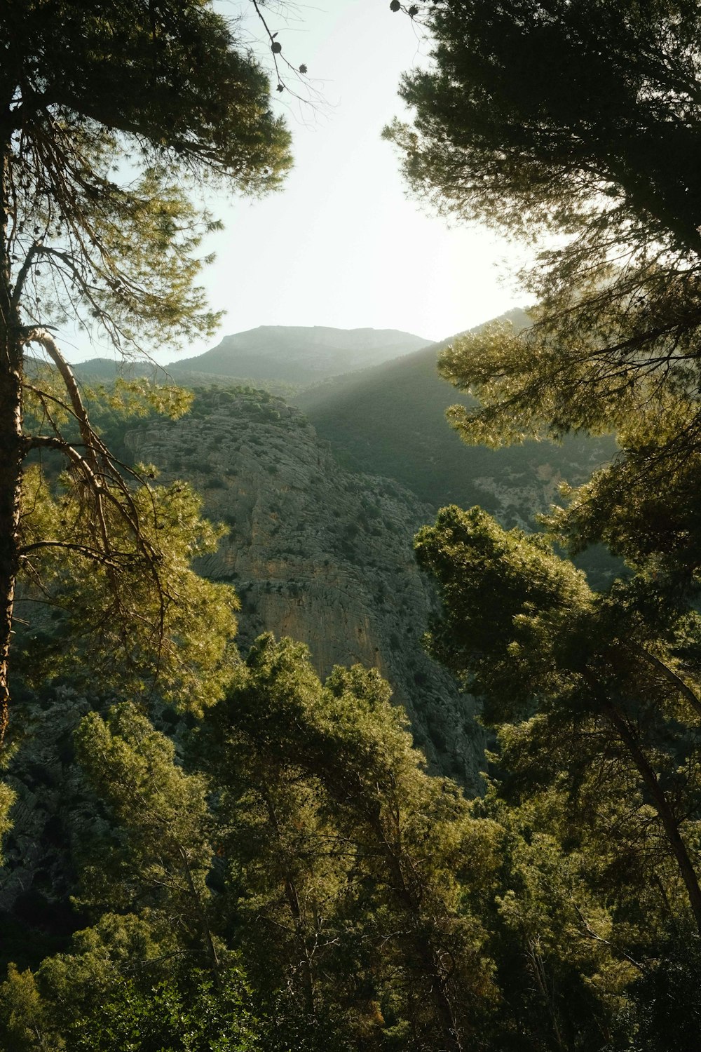 the sun shines through the trees in the mountains