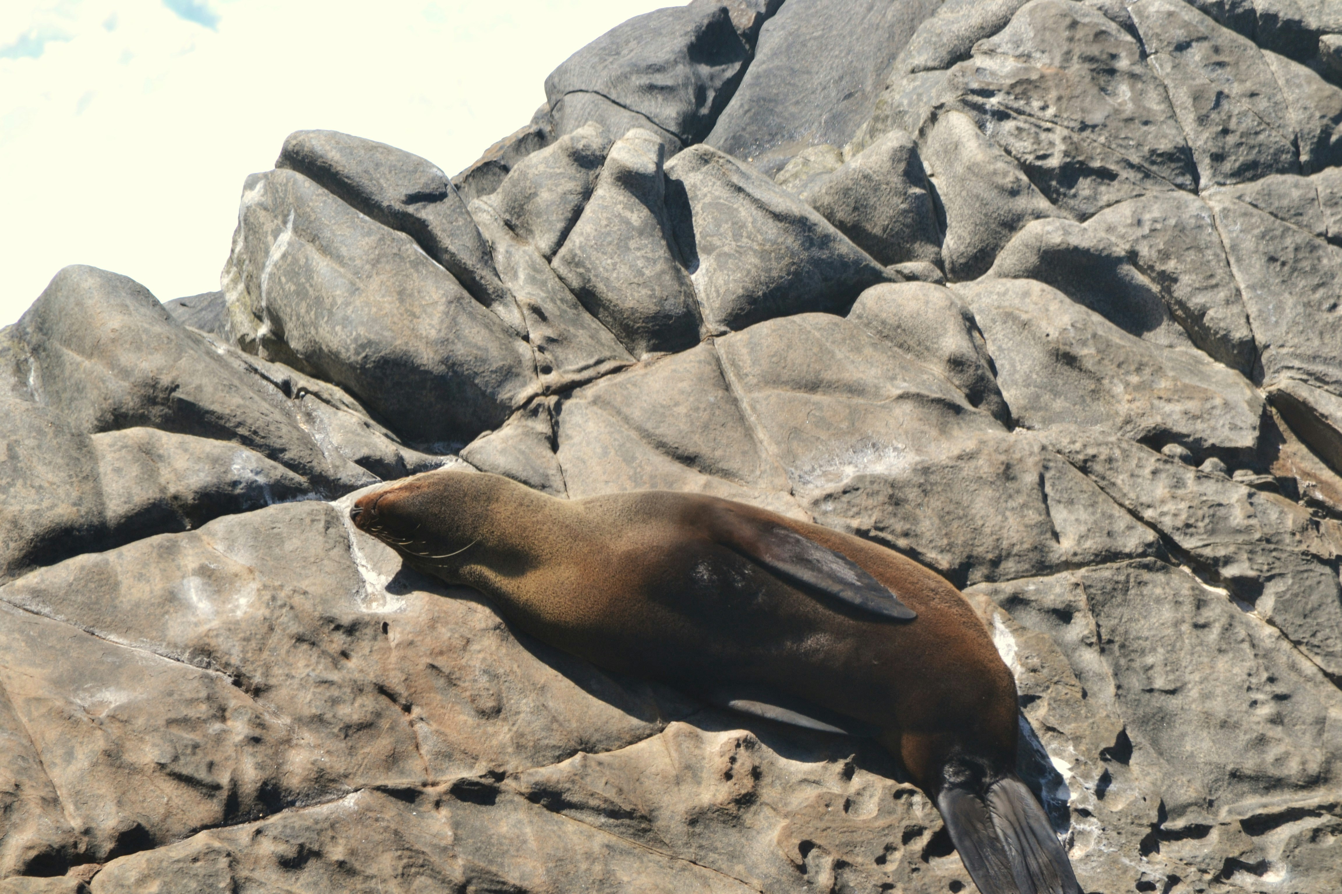 a sea lion laying on top of a large rock