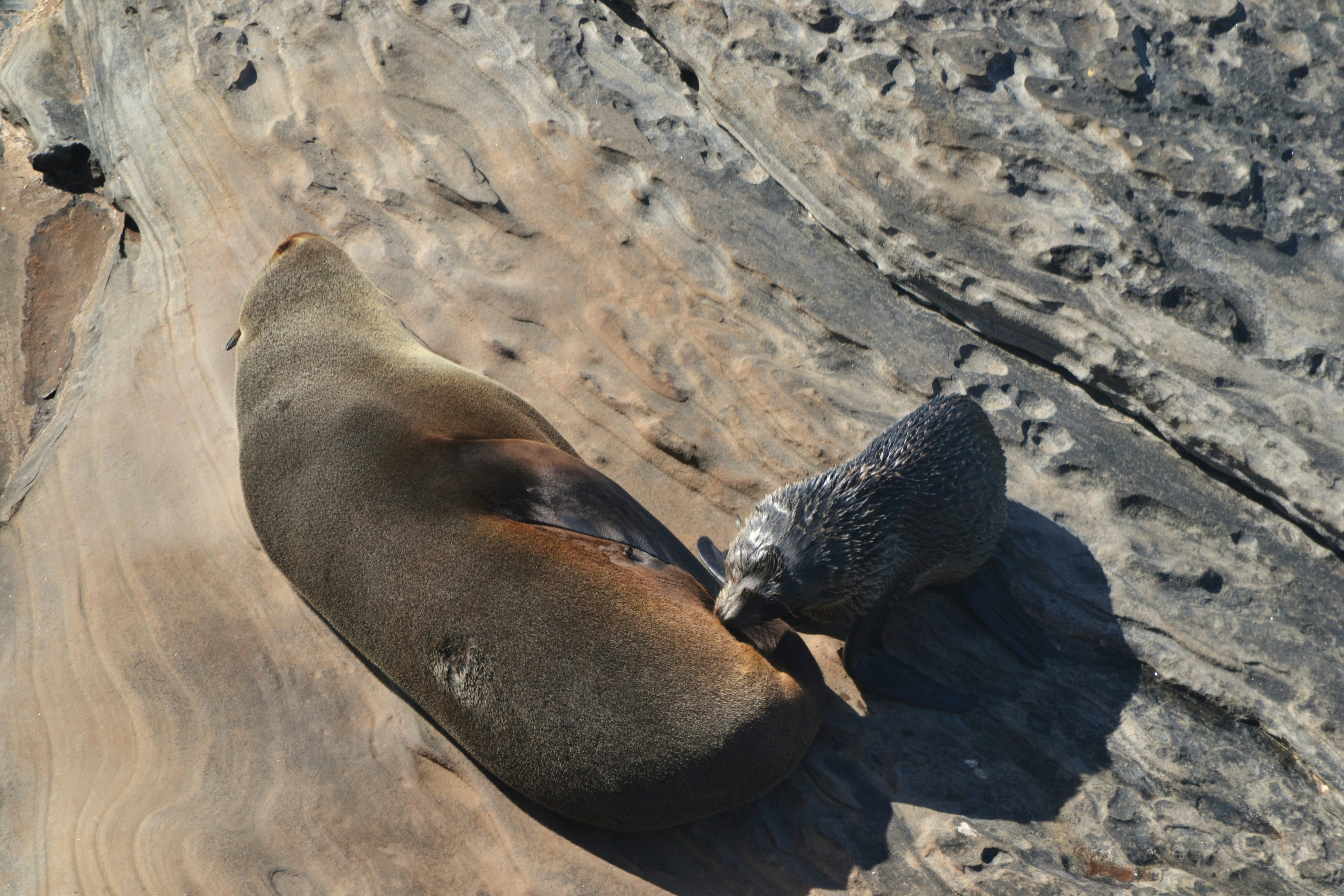 a sea lion laying on top of a wooden slab