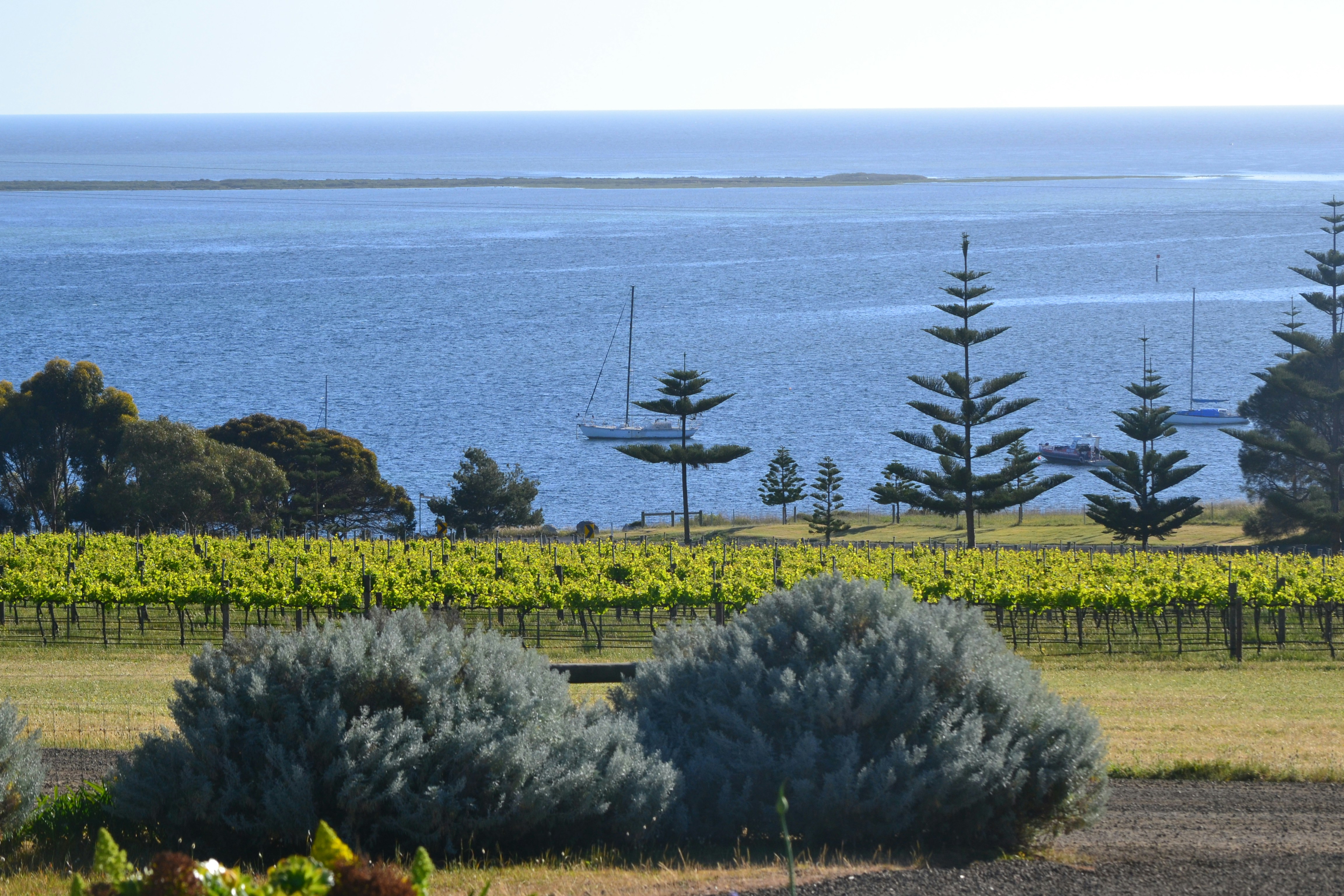 a scenic view of a lake and a vineyard