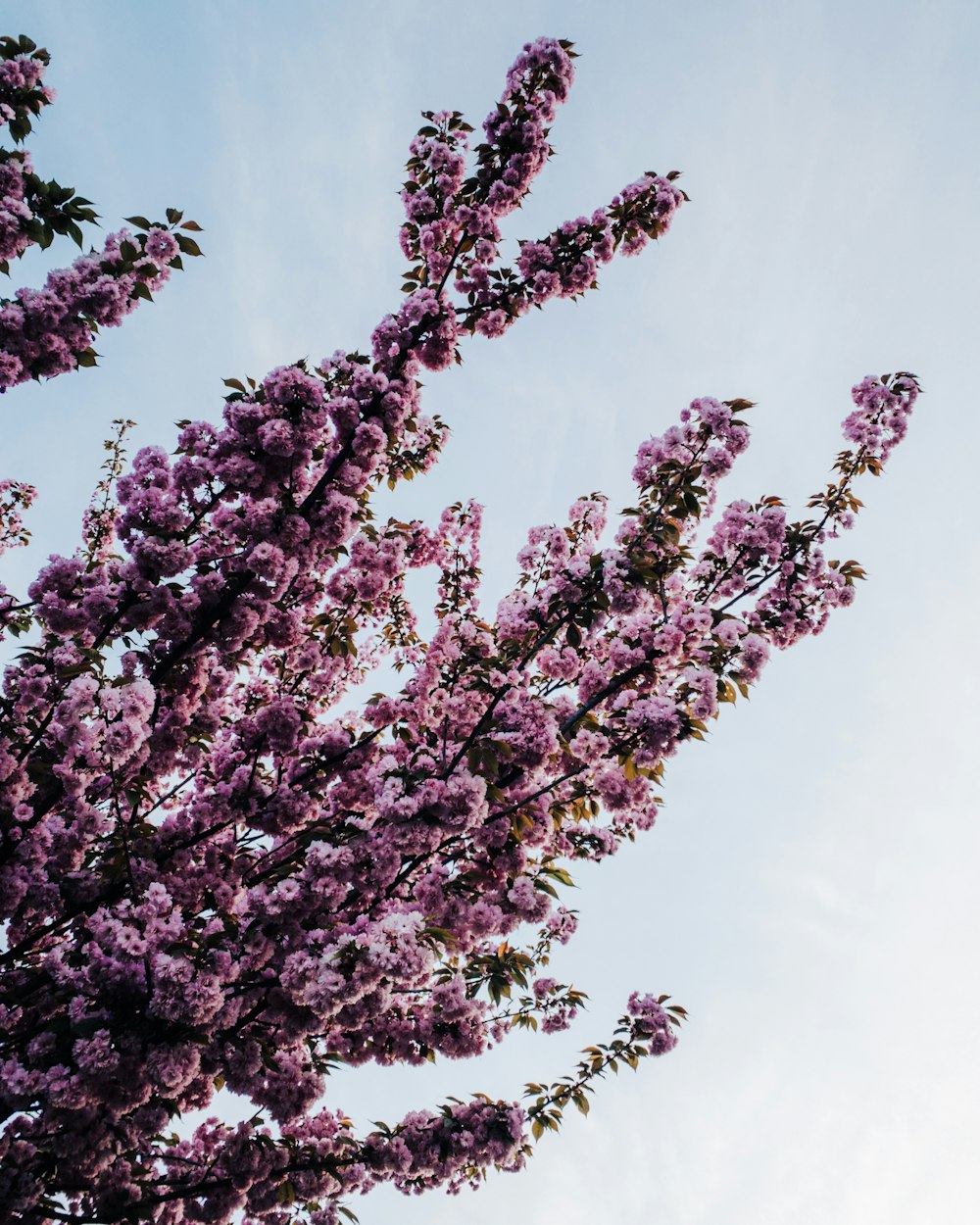a tree with purple flowers in front of a blue sky