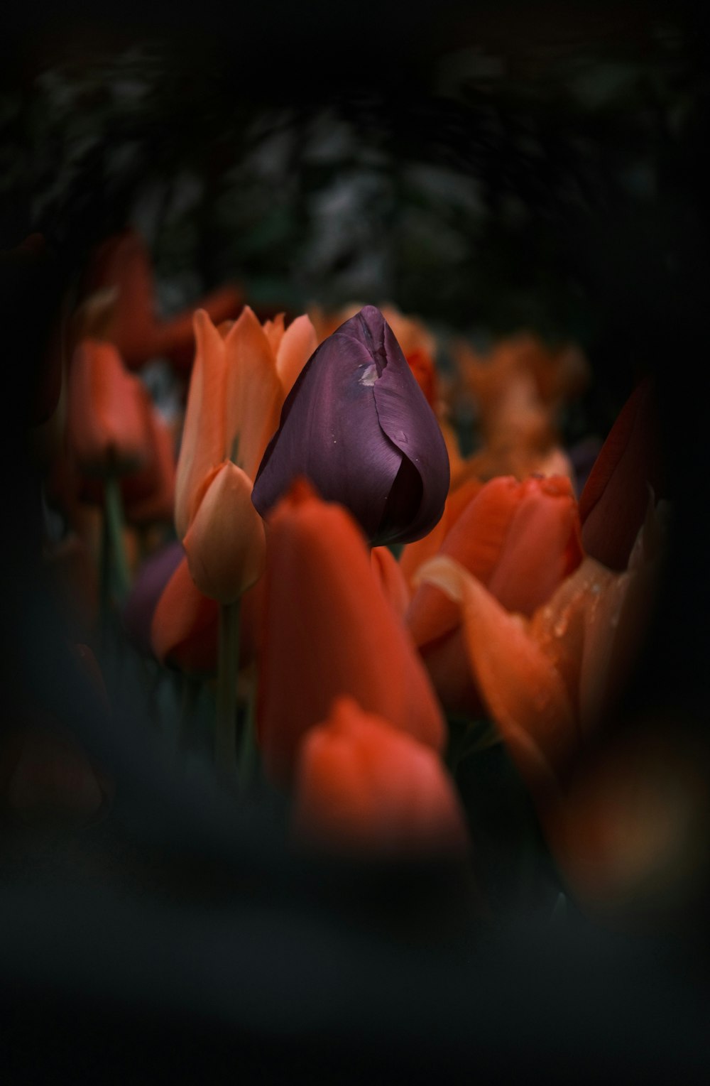 a bunch of flowers that are in the grass