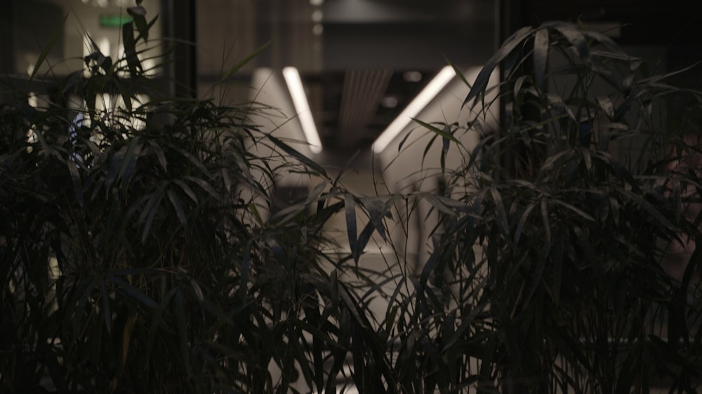 uma planta em frente a um prédio à noite