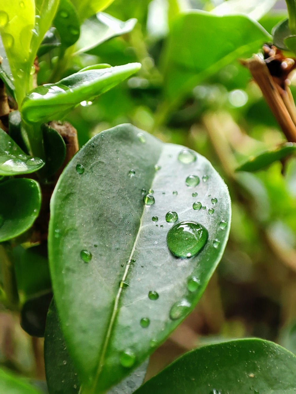 a green leaf with water drops on it