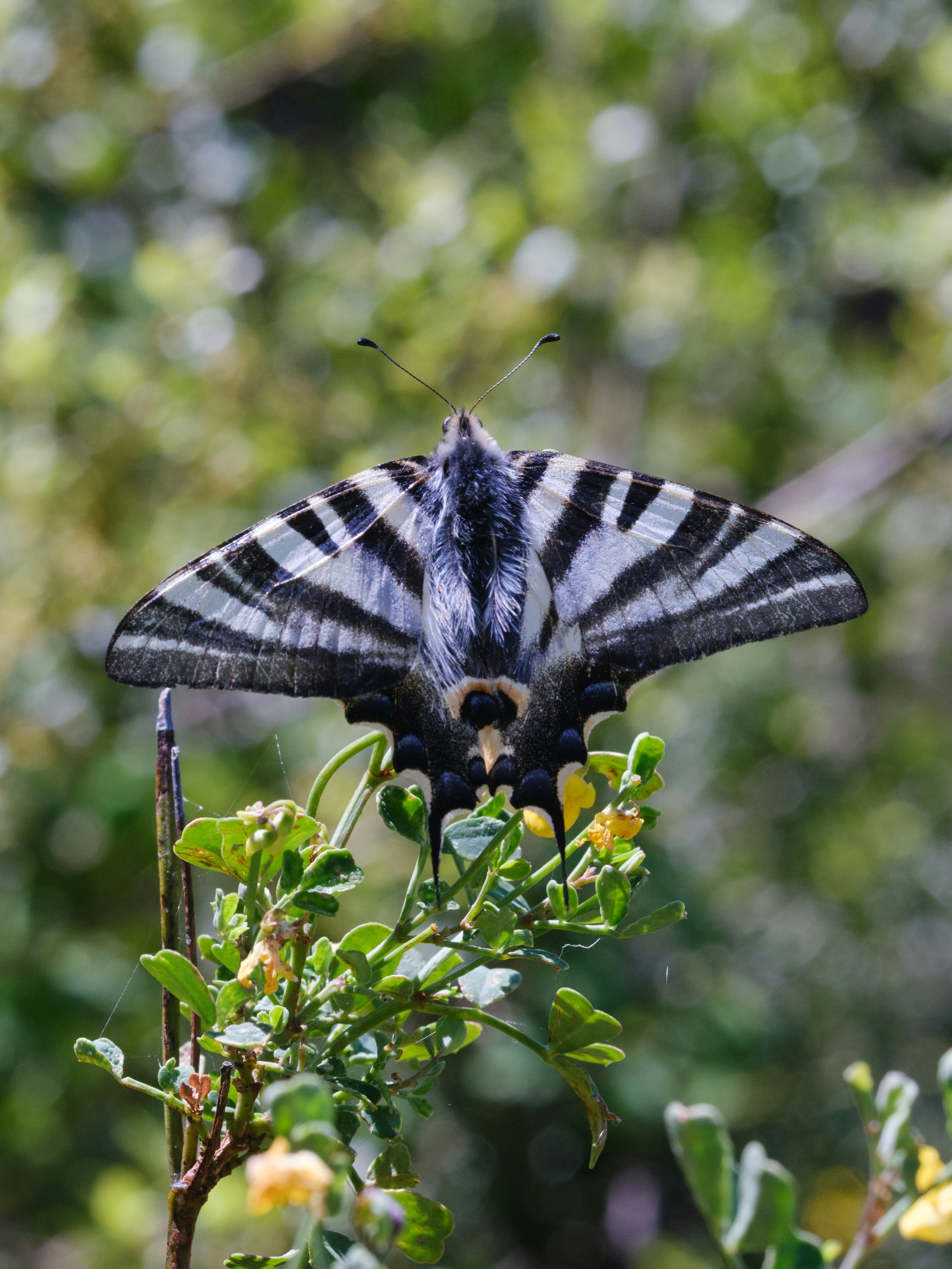 una gran mariposa blanca y negra sentada en la parte superior de una planta