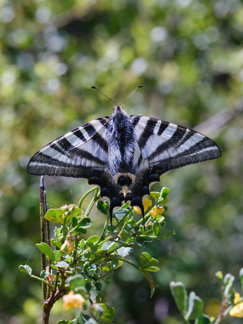 a large black and white butterfly sitting on top of a plant