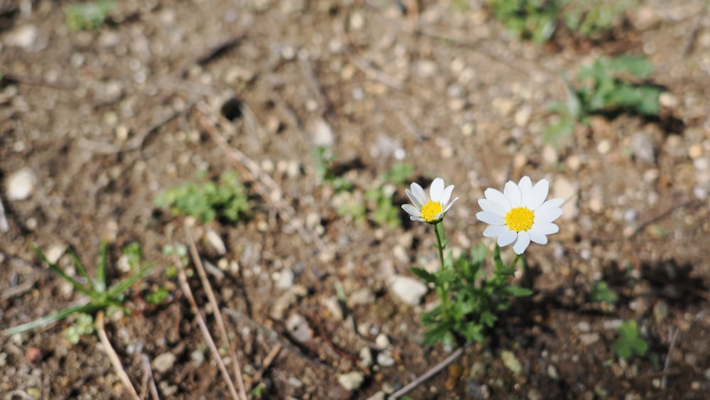 a couple of white flowers sitting on top of a dirt field
